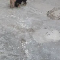 توله ژرمن شپرد|سگ|پاکدشت, پاکدشت (مامازند)|دیوار