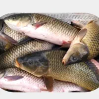 صید وصیادی ماهی زنده  از استخر گلبهار و چناران