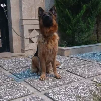 ژرمن شیپرد دوساله جنسیت ماده|سگ|عباسآباد, |دیوار