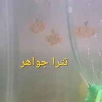 اکواریوم با ماهی و لوازم