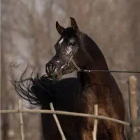 دوسر وارداتی مصری