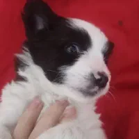 توله سگ تریر|سگ|پردیس, فاز ۶|دیوار