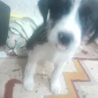 سگ توله۲ماه