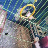 سلام یک جفت فنچ