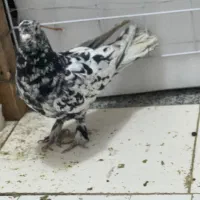 کفتر بهبونی هوایی|پرنده|مرودشت, بیست متری بیمارستان|دیوار