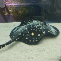 آروانا،سفره ماهی آکواریوم گلدفیش|ماهی|ملایر, |دیوار