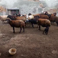 ۱۴عدد گوسفند دوعدد قوچ جوان یکی بره دار|حیوانات مزرعه|سیجوال, |دیوار