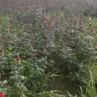 گل رز|گل و گیاه طبیعی|تهران, شهرک فردوس (حسینی)|دیوار