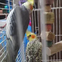 ۳عددعروس هلندی