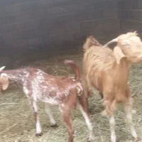 بزکهرنر میش بره نر