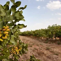 باغ پسته ۲ هکتار ۱۹ ساله|فروش زمین و ملک کلنگی|میان جلگه, |دیوار