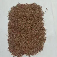 بذر زیر اصلاح شده و بذر مال شده