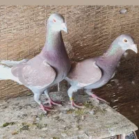 جفت قوره ای