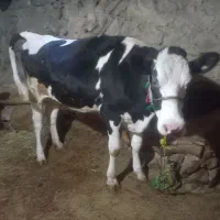 گاو ابستن شکم اول
