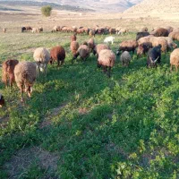 میش و بره|حیوانات مزرعه|دینور, |دیوار