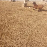 بره
