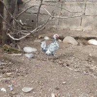 مرغ مینیاتوری