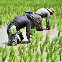 مشورت دو تا سوال دارم در مورد کاشت برنج شریکی