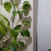 گل طبیعی|گل و گیاه طبیعی|کرمانشاه, |دیوار
