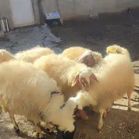 کاور نر گوشتی  6 عدد|حیوانات مزرعه|مریوان, |دیوار