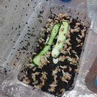 حلزون مولد با جوجه|خزنده|یزد, |دیوار