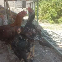 جوجه لاری مرتب