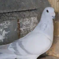 شامی کاغذی پلاکی