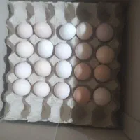 تخم نطفه دار برهما|حیوانات مزرعه|تهران, اراضی عباس آباد|دیوار