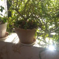 گل‌‌خانگی|گل و گیاه طبیعی|تربت‌حیدریه, قائم|دیوار