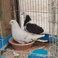 کفتر