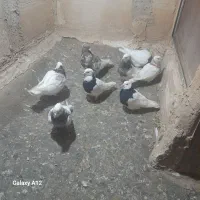 کبوتر طوقی ۷رنگ کاکلی و کله زرد کاکلی