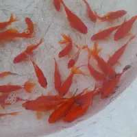 ماهی قرمز|عمدهفروشی|شهرکرد, |دیوار