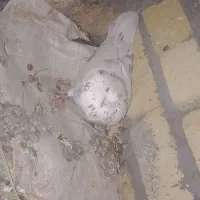 کبوتر نر مست