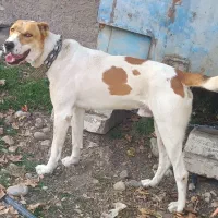 سگ ..|سگ|فاضل آباد, |دیوار