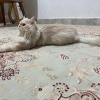 گربه پرشین نر با وسایل