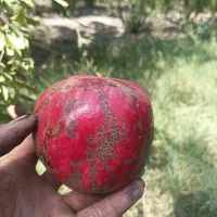 انارشیرین‌ملس|خوردنی و آشامیدنی|نگین شهر, |دیوار