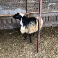 گوسفند نر تمیز|حیوانات مزرعه|قائمشهر, |دیوار