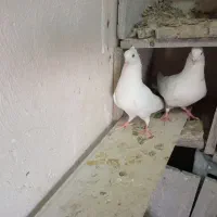 دم زرد|پرنده|هشتگرد, فاز ۷ مهستان|دیوار