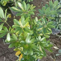 گل اپارتمانی شفلرا. بنجامین. محبوبه شب