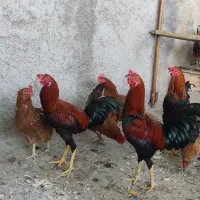 فروش مرغ و خروس محلی