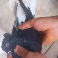 زاغ دمسفید|پرنده|سوسنگرد, |دیوار