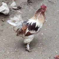 خروس سلطان لهستانی