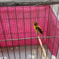 قناری و کوتوله|پرنده|خمینیشهر, |دیوار