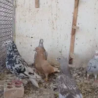 کله سفید|پرنده|بردسکن, |دیوار