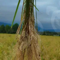 برنج هاشمی آستانه اشرفیه درجه یک ۲ بار الک شده|خوردنی و آشامیدنی|تهران, صادقیه|دیوار