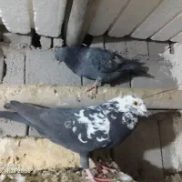 10 تا کفتر 2 میل یون