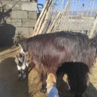 بز با دو کهره نر