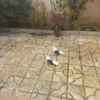 دو عدد پشتار نر|پرنده|گرمی, |دیوار