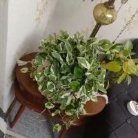 انواع گل پتوس.بنجامین .اریکا|گل و گیاه طبیعی|سهند, |دیوار