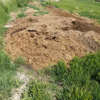 پشکل گوسفندی